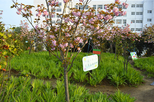 公司举办挂树牌活动